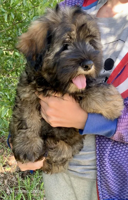 Chowdoodle 20-30lbs – Chow Chow puppy for sale in Tampa, FL