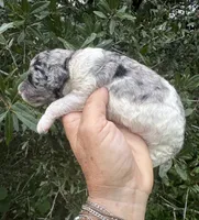 Bluebell. “Regular size” Blue Merle, a female Cockapoo for sale in Tampa, FL – 8 of 9