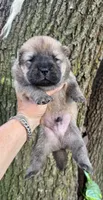 Kuma, a male Chow Chow for sale in Ruskin, FL – 5 of 8