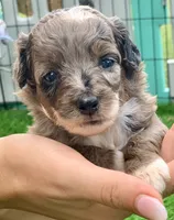 Zara  parents health tested., a female Miniature Aussiedoodle for sale in Tampa, FL – 3 of 10