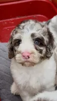 Truffle. chocolate Merle parti, a male Cockapoo for sale in Ruskin, FL – 3 of 10