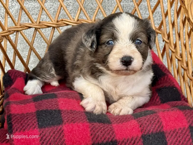 Dolly. Blue eyes – Miniature Aussiedoodle puppy for sale in Ruskin, FL