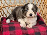 Dolly. Blue eyes, a female Miniature Aussiedoodle for sale in Ruskin, FL – 1 of 10