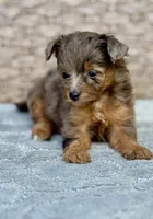 Nova, a female Miniature Aussiedoodle for sale in Tampa, FL – 5 of 7