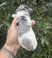 Bluebell. “Regular size” Blue Merle, a female Cockapoo for sale in Tampa, FL – 9 of 9