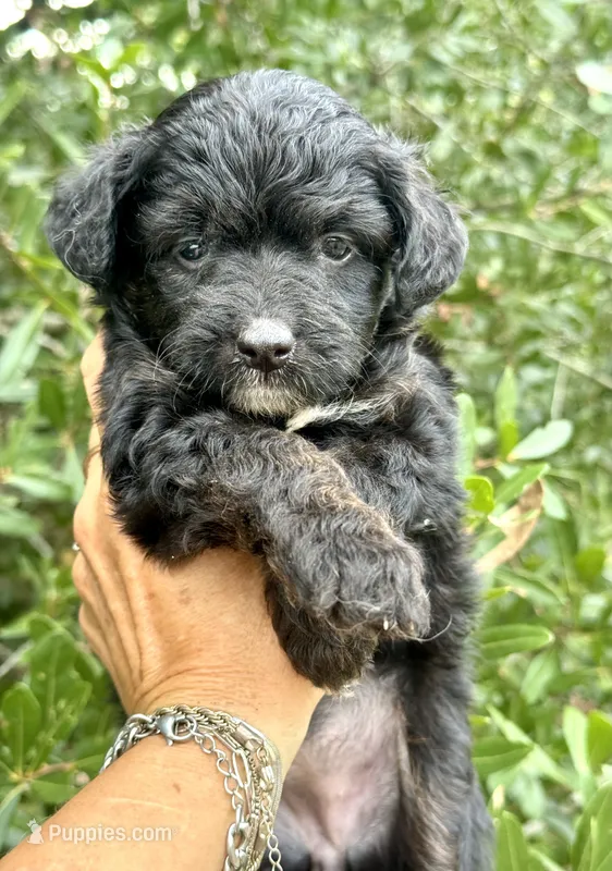 Millie – Miniature Aussiedoodle puppy for sale in Tampa, FL