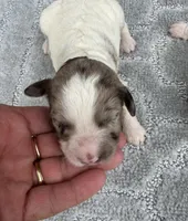 Hazel. “ regular size” chocolate Merle, a female Cockapoo for sale in Tampa, FL – 9 of 10