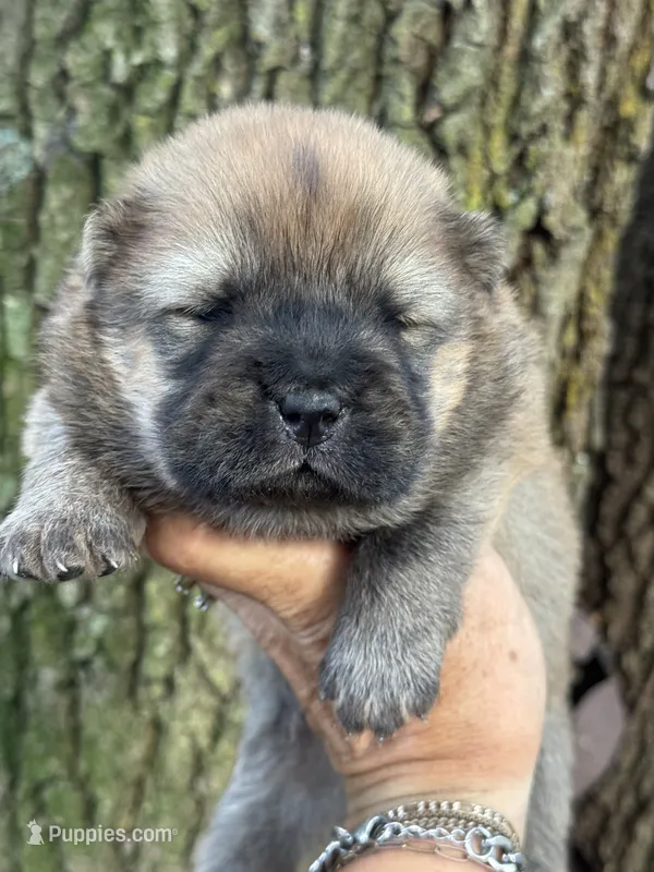 Kuma – Chow Chow puppy for sale in Ruskin, FL