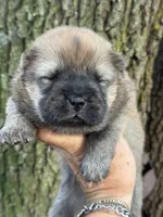 Kuma, a male Chow Chow for sale in Ruskin, FL – 1 of 8