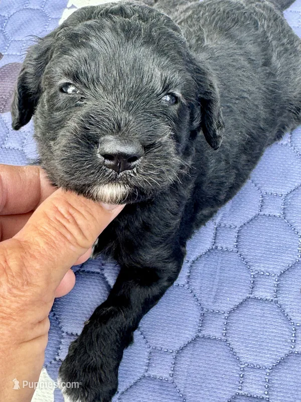 Smokey  “regular size” – Cockapoo puppy for sale in Sun City Center, FL
