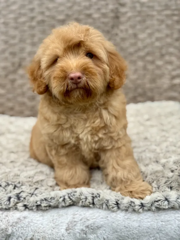 Simba – Chow Chow, Poodle - Miniature  puppy for sale in Tampa, FL