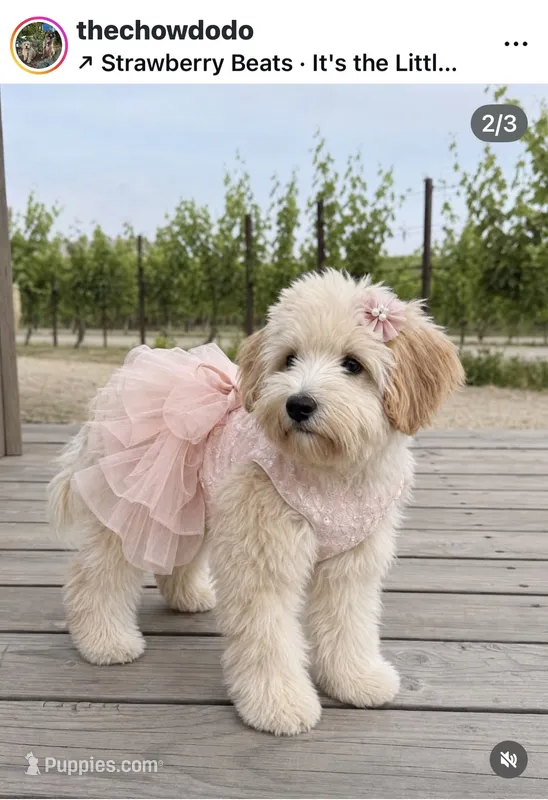 Chowdoodle – Chow Chow, Poodle - Miniature  puppy for sale in Tampa, FL
