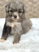 Misty, a female Miniature Aussiedoodle for sale in Tampa, FL – 1 of 5