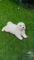 Leo petite Chowdoodle, a male Chow Chow and Poodle - Toy  for sale in Tampa, FL – 6 of 6