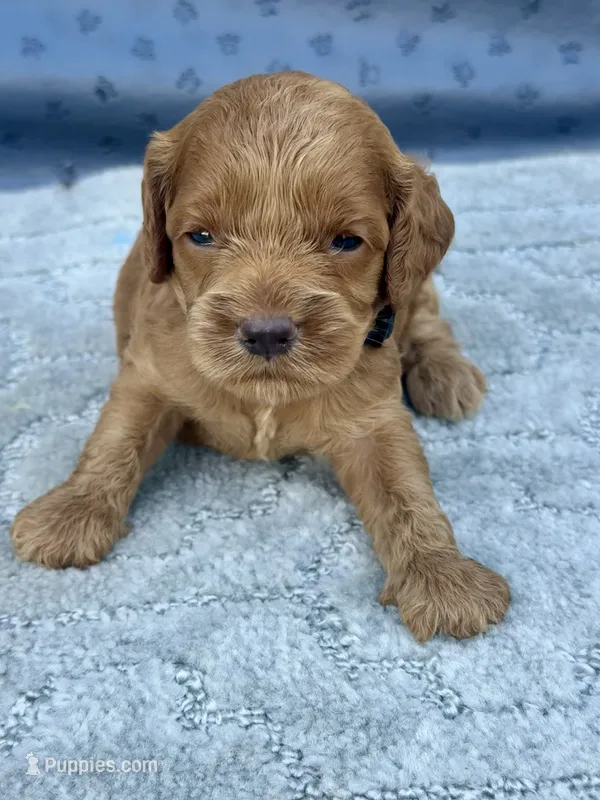 Black F1 – Cockapoo puppy for sale in Tampa, FL