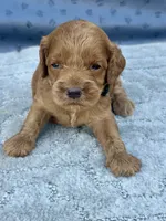 Black F1, a male Cockapoo for sale in Sun City Center, FL – 6 of 9