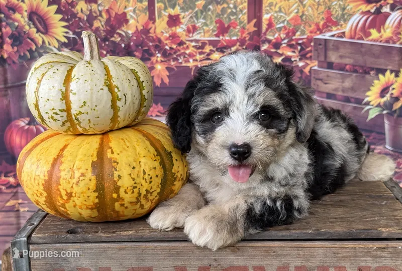 Misty – Poodle - Toy , Morkie puppy for sale in Ruskin, FL