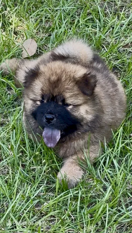Yuki – Chow Chow puppy for sale in Ruskin, FL