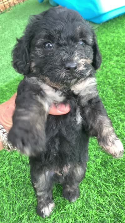 Marble, a male Chow Chow and Poodle - Toy  for sale in Tampa, FL – 10 of 10