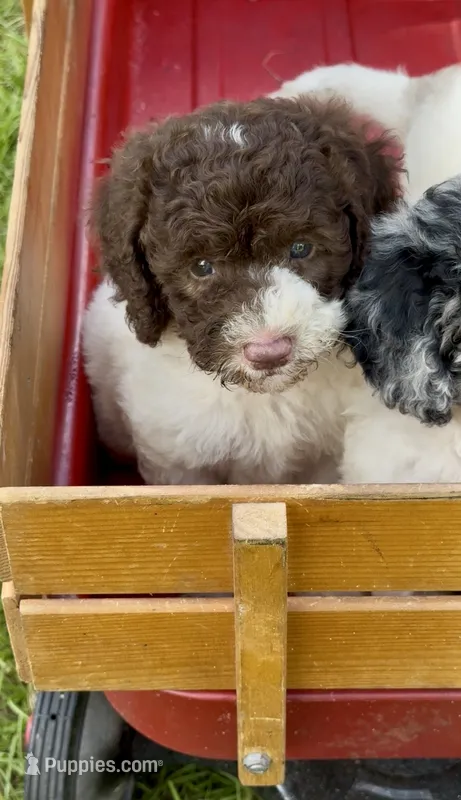 Brownie   – Cockapoo puppy for sale in Ruskin, FL