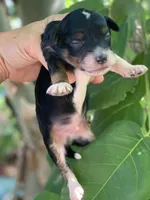 Milo, a male Miniature Aussiedoodle for sale in Tampa, FL – 2 of 8