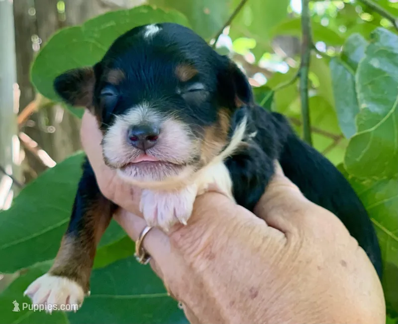 Milo – Miniature Aussiedoodle puppy for sale in Tampa, FL