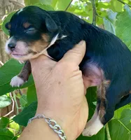 Milo, a male Miniature Aussiedoodle for sale in Tampa, FL – 4 of 8