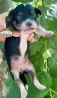 Milo, a male Miniature Aussiedoodle for sale in Tampa, FL – 5 of 8