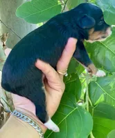 Milo, a male Miniature Aussiedoodle for sale in Tampa, FL – 8 of 8