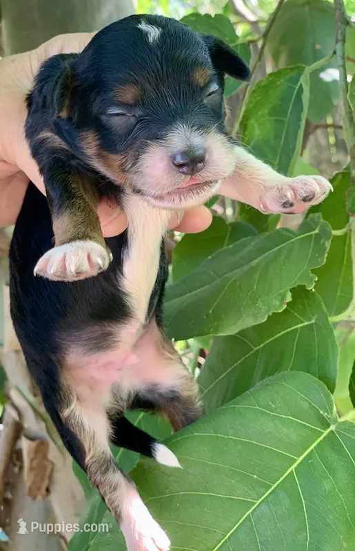 Milo – Miniature Aussiedoodle puppy for sale in Tampa, FL