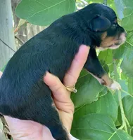 Milo, a male Miniature Aussiedoodle for sale in Tampa, FL – 7 of 8