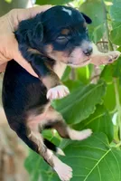 Milo, a male Miniature Aussiedoodle for sale in Tampa, FL – 3 of 8