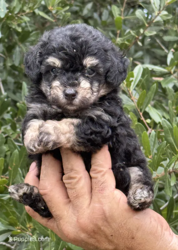 Tiny Morkiepoo  – Poodle - Toy , Morkie puppy for sale in Tampa, FL