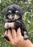 Tiny Morkiepoo  , a male Poodle - Toy  and Morkie for sale in Tampa, FL – 1 of 10
