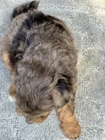 Winnie, a female Miniature Aussiedoodle for sale in Tampa, FL – 6 of 7