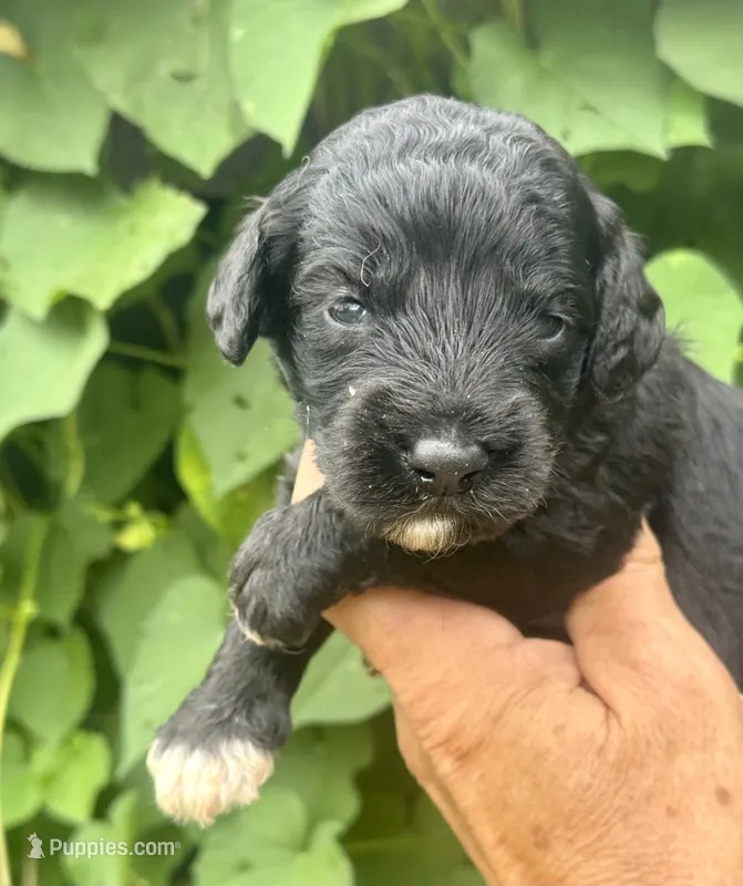 Smokey  “regular size” – Cockapoo puppy for sale in Tampa, FL