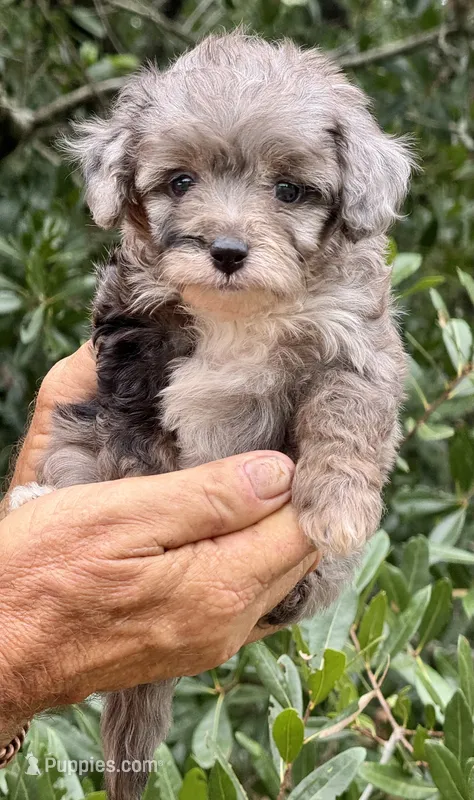 Misty – Miniature Aussiedoodle puppy for sale in Tampa, FL