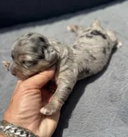 Sapphire F1b, a female Miniature Aussiedoodle for sale in Tampa, FL – 3 of 6
