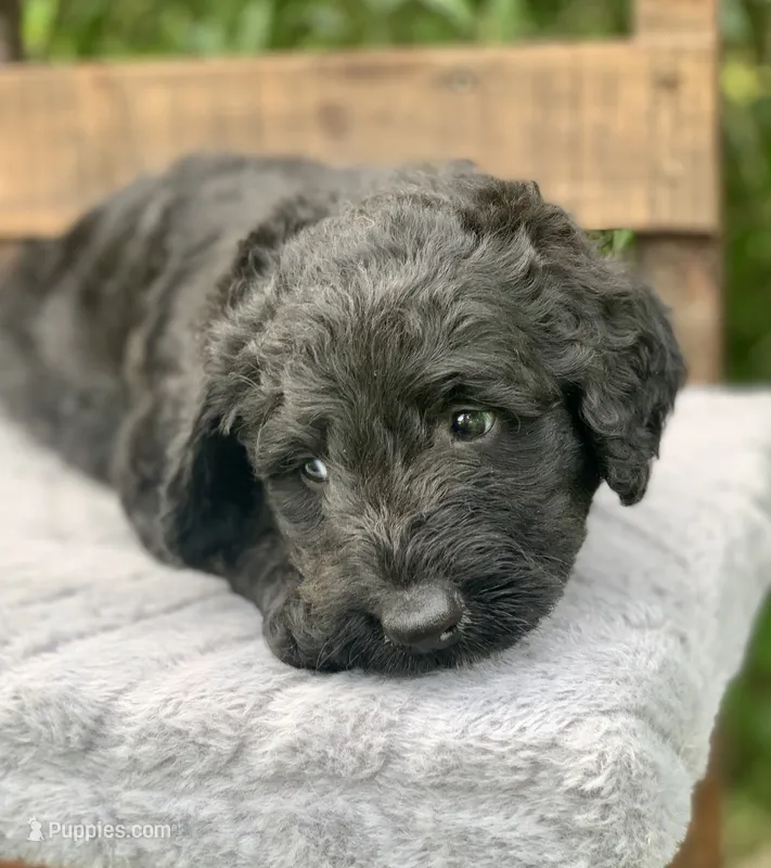 Medium size. Parents health tested. – Bernedoodle puppy for sale in Tampa, FL