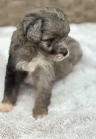 Misty, a female Miniature Aussiedoodle for sale in Tampa, FL – 3 of 5