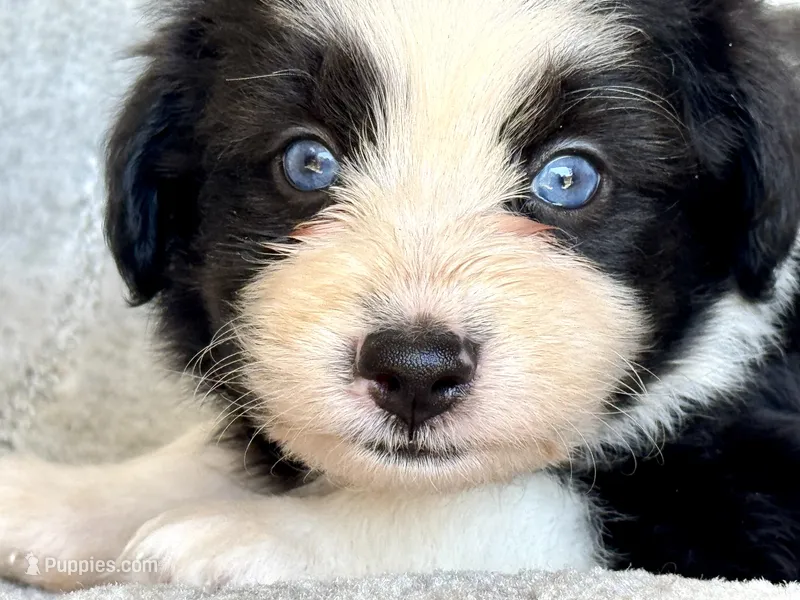 Tania Blue eyes – Miniature Aussiedoodle puppy for sale in Ruskin, FL