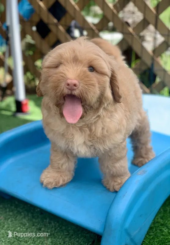 Simba – Chow Chow, Poodle - Miniature  puppy for sale in Tampa, FL