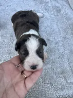 Dolly, a female Miniature Aussiedoodle for sale in Ruskin, FL – 2 of 6