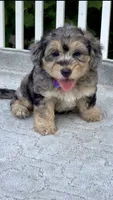 Ruby F1b, a female Miniature Aussiedoodle for sale in Ruskin, FL – 3 of 9