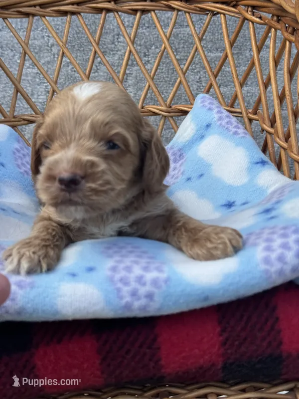Blue  – Cockapoo puppy for sale in Ruskin, FL