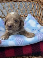 Blue , a female Cockapoo for sale in Ruskin, FL – 1 of 3