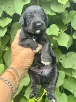 Smokey  “regular size”, a male Cockapoo for sale in Sun City Center, FL – 3 of 10