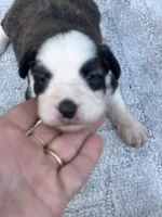 Willie, a female Miniature Aussiedoodle for sale in Ruskin, FL – 5 of 5