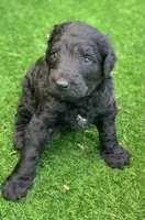 Medium size. Parents health tested., a male Bernedoodle for sale in Tampa, FL – 5 of 10