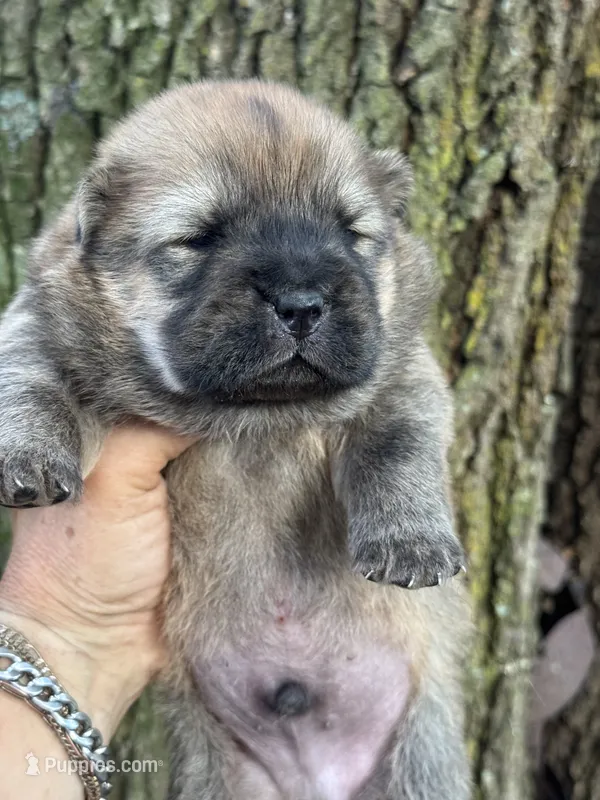 Kuma – Chow Chow puppy for sale in Ruskin, FL